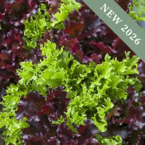 Lettuce 'Curly Mix'
