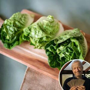 Lettuce 'Little Gem' - Charles's Seed Selection