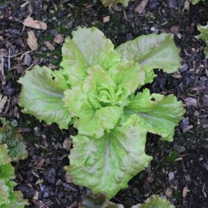 Lettuce 'Maravilla de Verano'