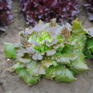 Lettuce 'Maravilla de Verano'