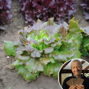 Lettuce 'Maravilla de Verano' - Charles's Seed Selection