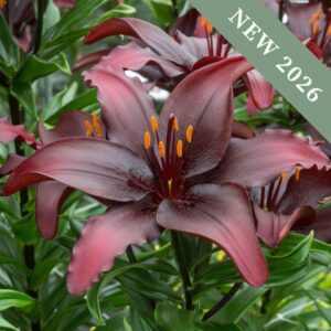 Lilium asiatic 'Black list'