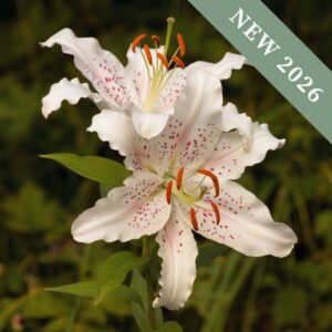 Lilium oriental 'Muscadet'