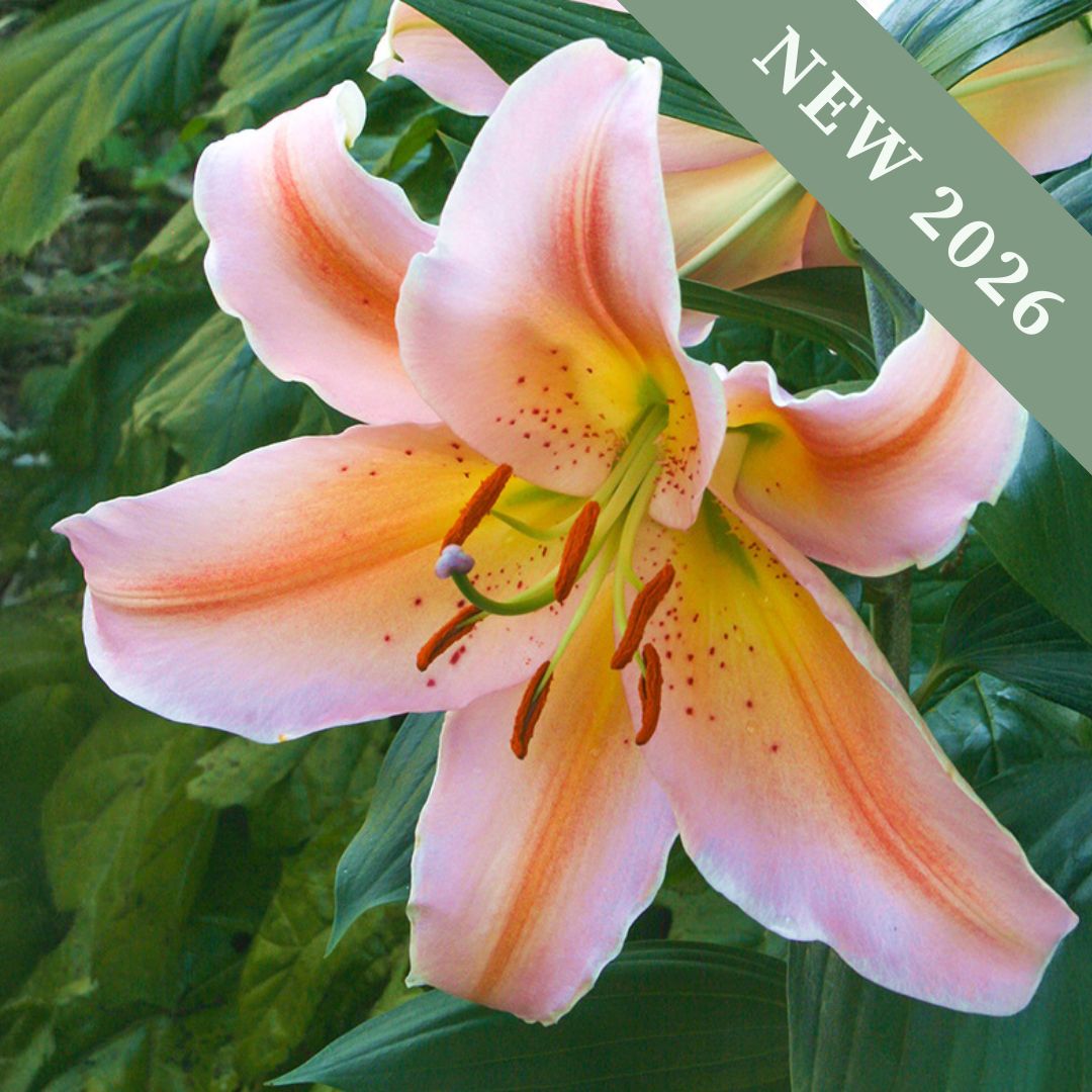 Lilium oriental 'Salmon Party'