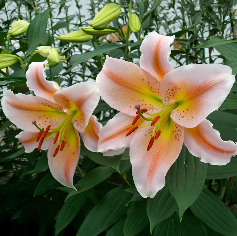 Lilium oriental 'Salmon Party' - Image 2