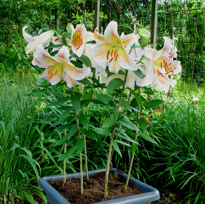 Lilium oriental 'Salmon Party' - Image 3