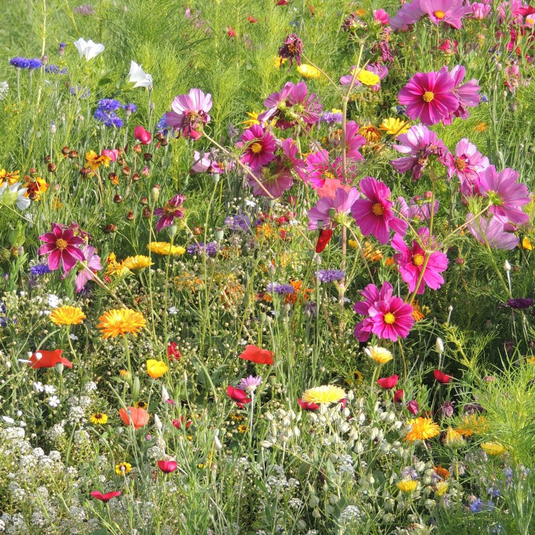 'Fast Flower' Meadow Shaker - Image 2