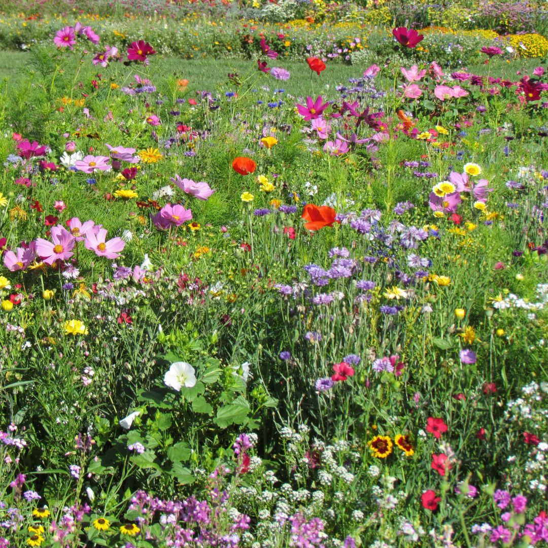 'Fast Flower' Meadow Shaker - Image 3
