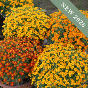 Marigold 'Gem Mix'