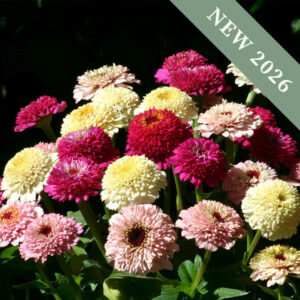 Zinnia 'Zinderella Fashion'