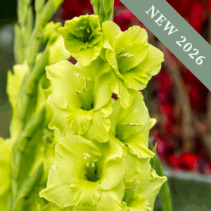 Gladiolus 'Evergreen'
