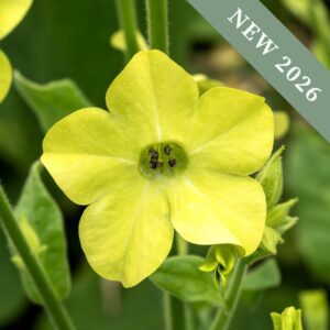 Nicotiana 'Lime Green'
