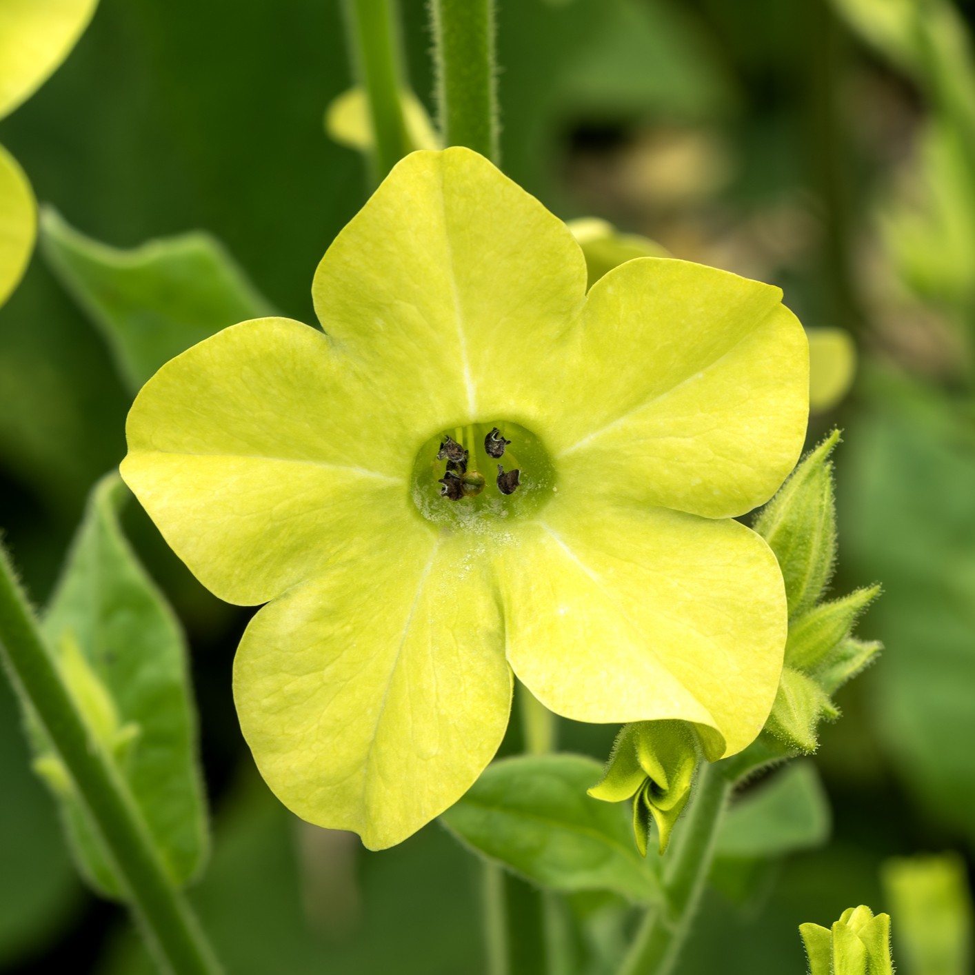 Nicotiana alata (Tobacco Plant) Lime Green