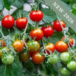 Organic Tomato Cerise