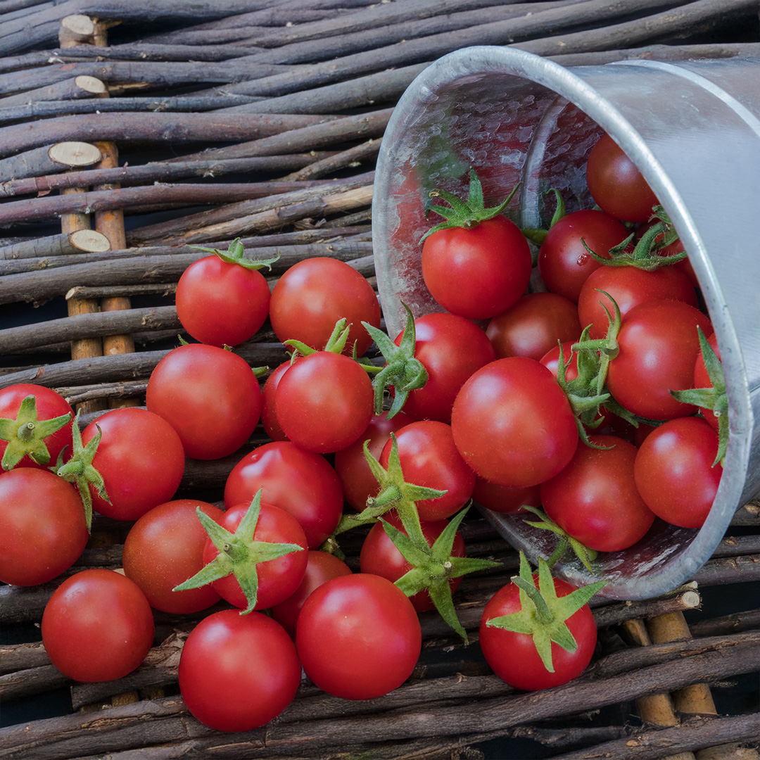 Organic Tomato Cerise - Image 2