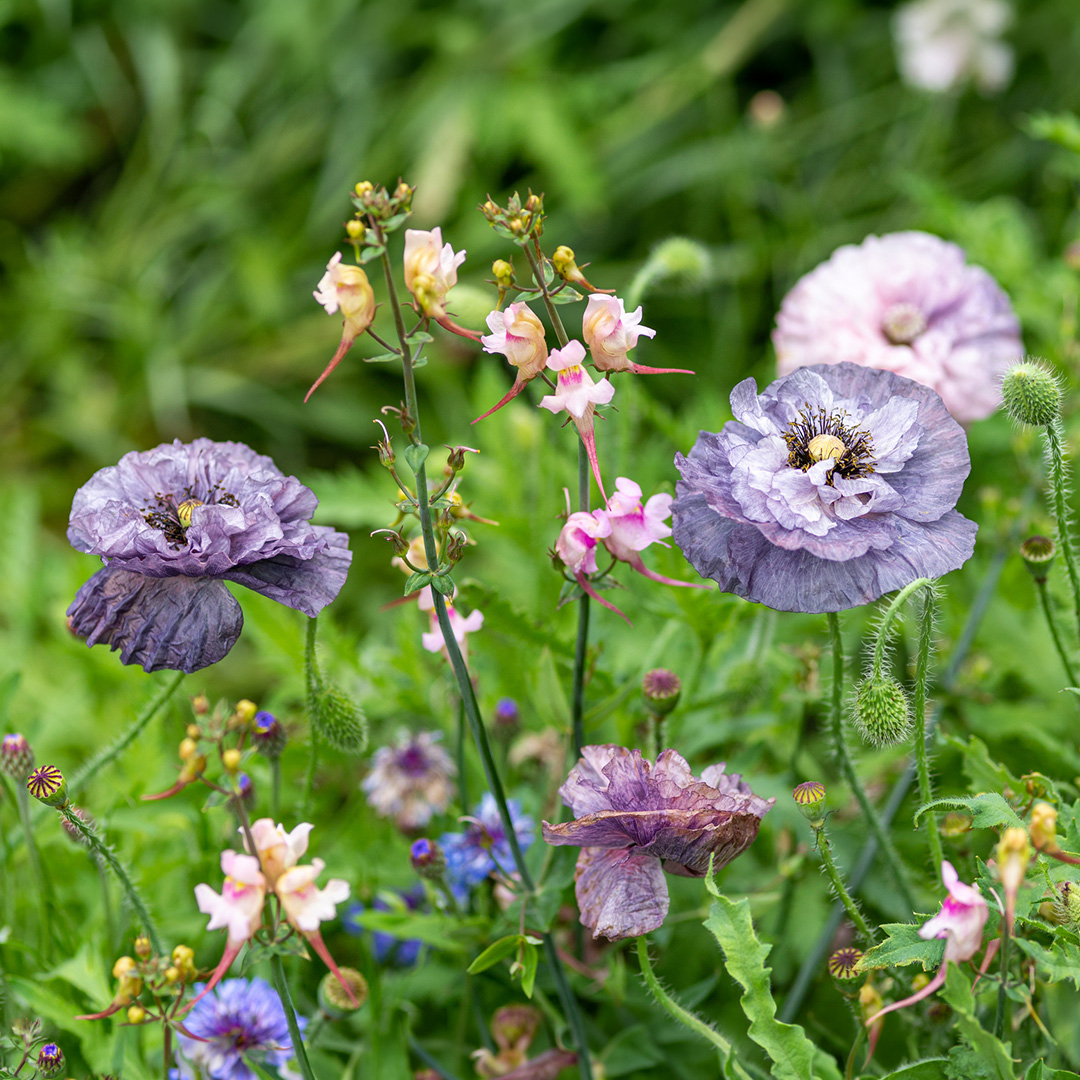 Deep purple grey coloured papaver poppy flowers with petals like tissue paper growing in a field with blurred green background