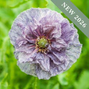 Papaver rhoeas 'Amazing Grey'