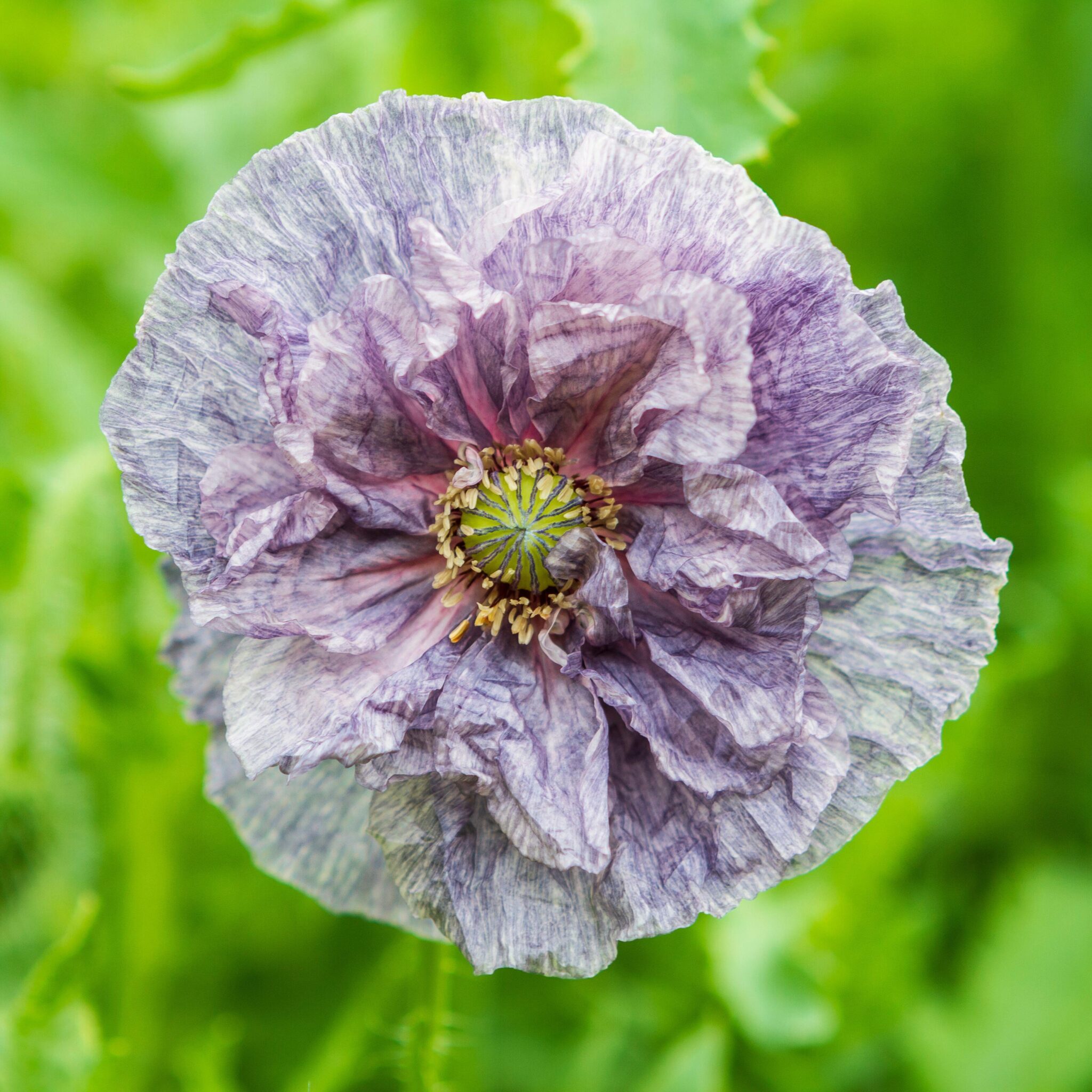 A close up of an Amazing Grey poppy with deep lilac grey petals that look like tissue paper and a blurred green background