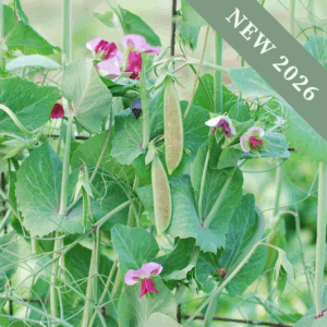 Pea 'Spring Blush'