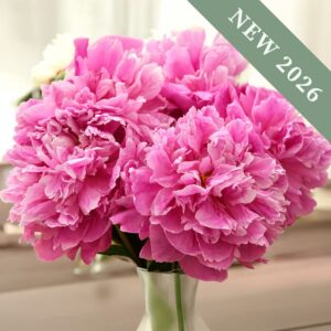 Paeonia 'Alexander Fleming'