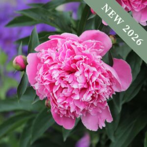 A close-up image of a bright pink Alexander Fleming peony flower