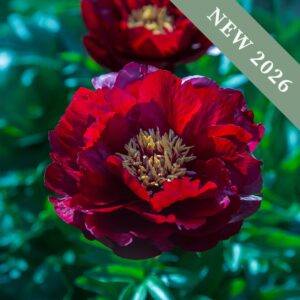 Paeonia 'Buckeye Belle'