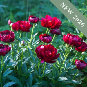 A cluster of beautiful deep red Buckeye Belle peony flowers in the sun with green leaves