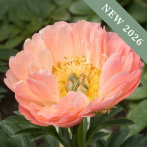 Paeonia 'Coral Sunset'