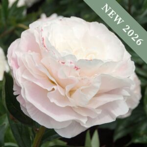 Paeonia 'Mother's Choice'