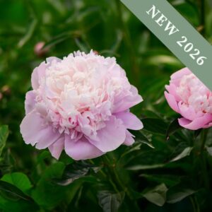 Paeonia 'Sarah Bernhardt'
