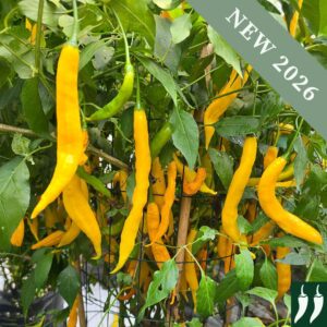 Hot Pepper 'Aji Guayana'