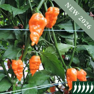 Hot Pepper 'Bhut Jolokia Orange'