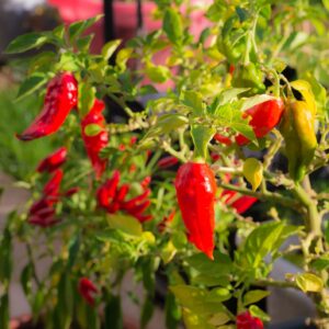 Hot Pepper 'Bhut Jolokia Red'