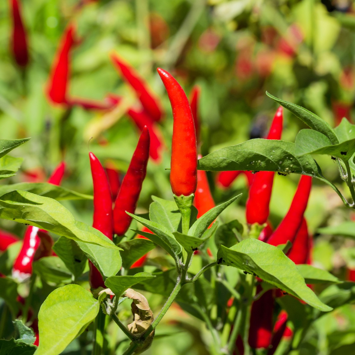 Hot Chilli Pepper 'Bird Eye Demon'