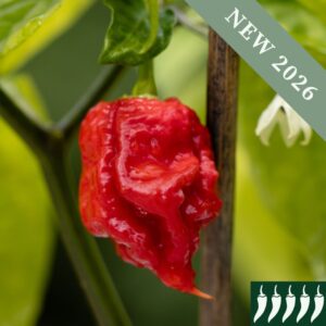 Pepper 'Carolina Reaper Red'