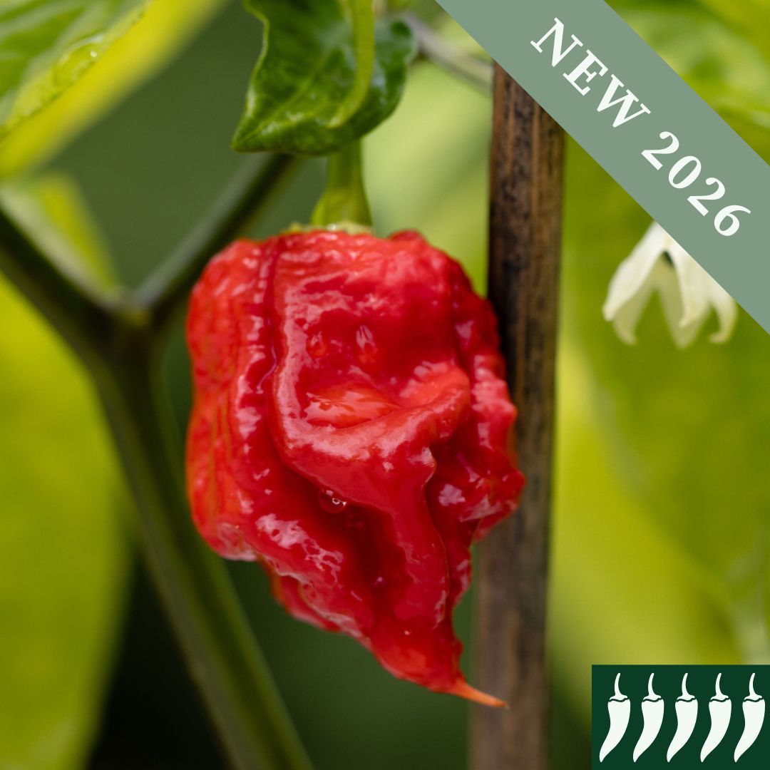 Pepper 'Carolina Reaper Red'