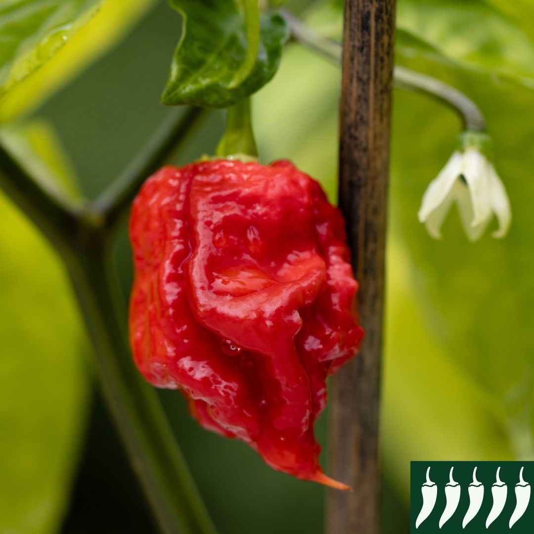 Pepper 'Carolina Reaper Red'