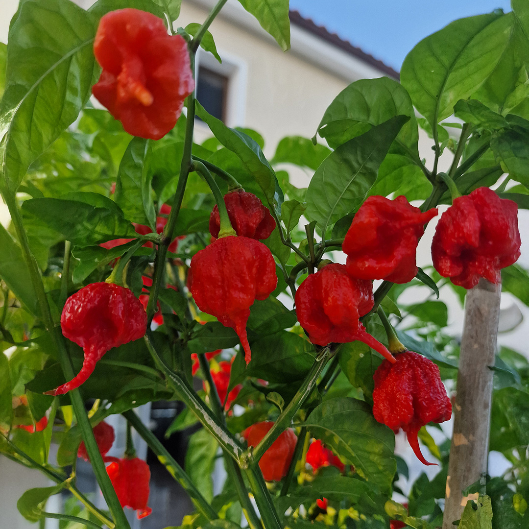 Pepper 'Carolina Reaper Red' - Image 2