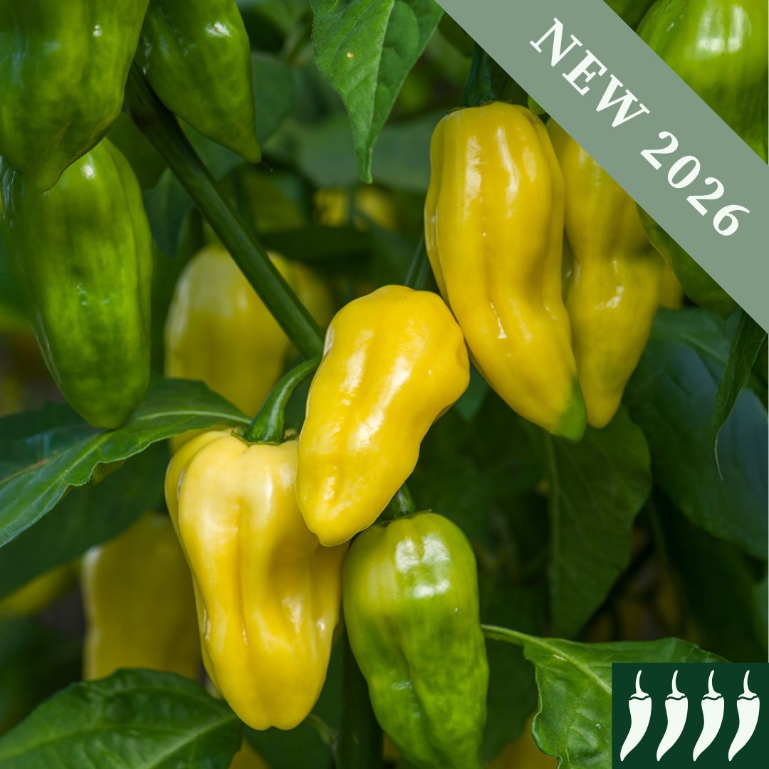 Pepper 'Habanero White'