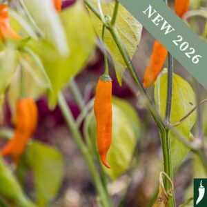 Pepper 'Havana Gold'