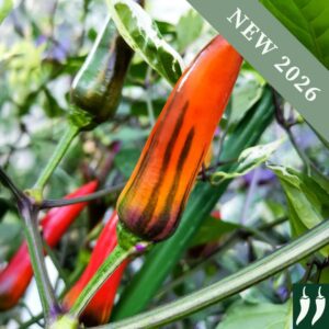 Pepper 'Jalapeno Tiger'