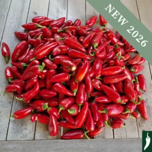 Pepper 'Mammoth Jalapeno'