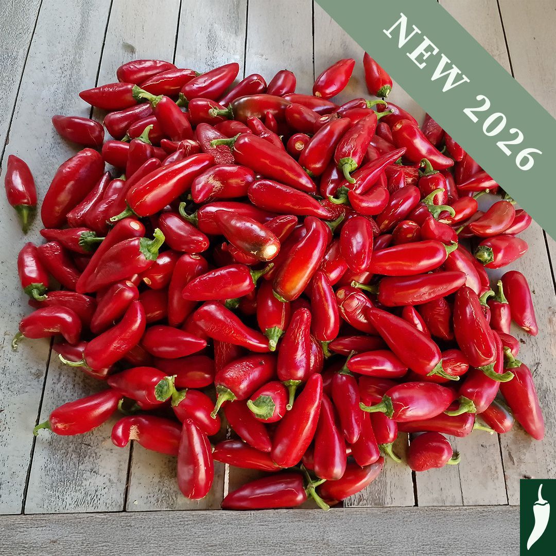 Pepper 'Mammoth Jalapeno'