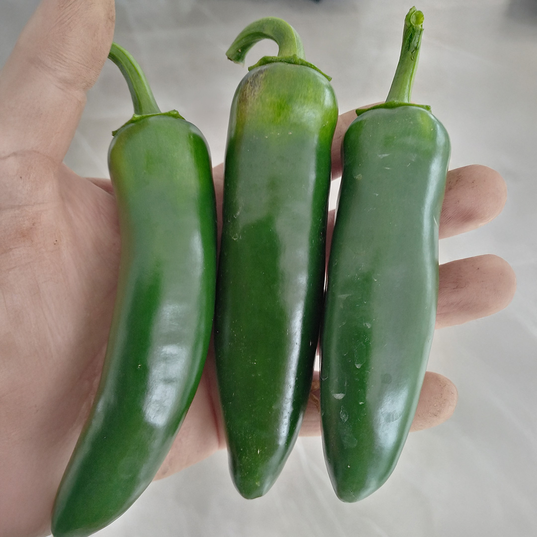 Pepper 'Mammoth Jalapeno' - Image 2