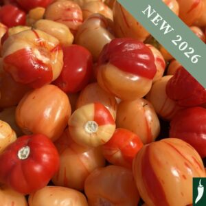 Hot Pepper 'Peppa Peach Stripey'