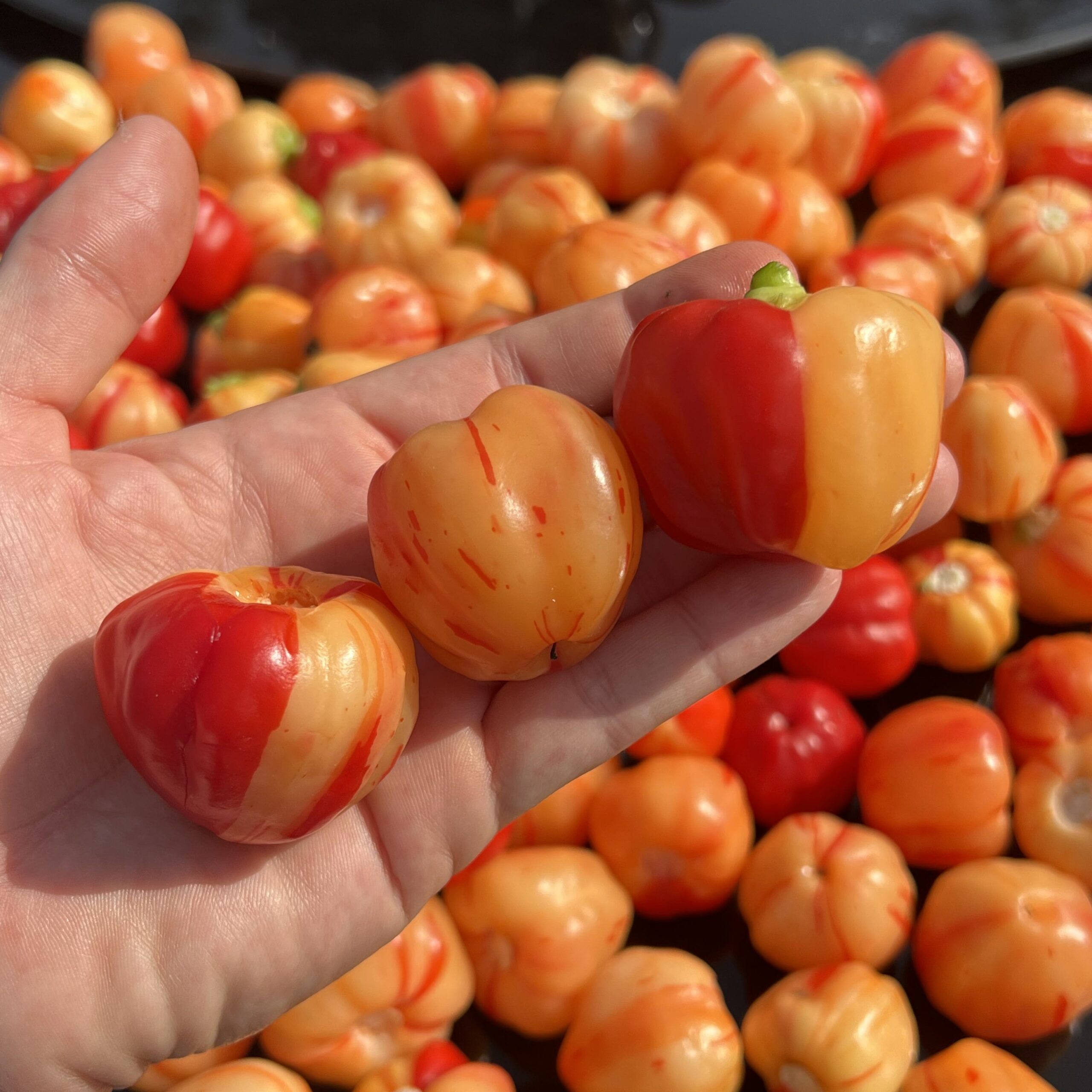 Hot Pepper 'Peppa Peach Stripey' - Image 2