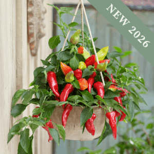 Pepper 'Ponky Jane Red'