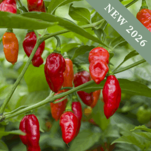 Pepper 'Scotch Bonnet Red'