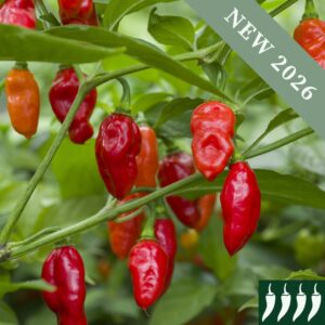 Hot Pepper 'Scotch Bonnet Red'