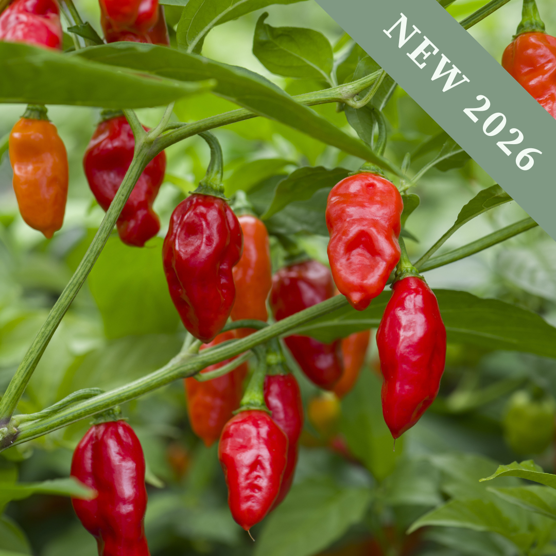 Pepper 'Scotch Bonnet Red'